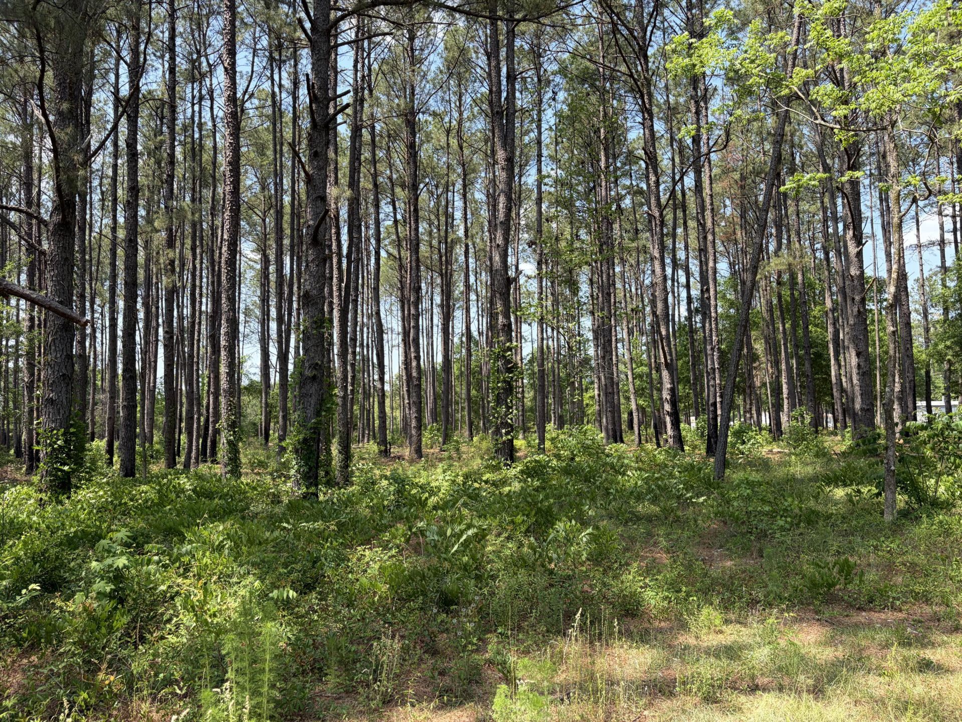 2022 Lumber Road Photo 48