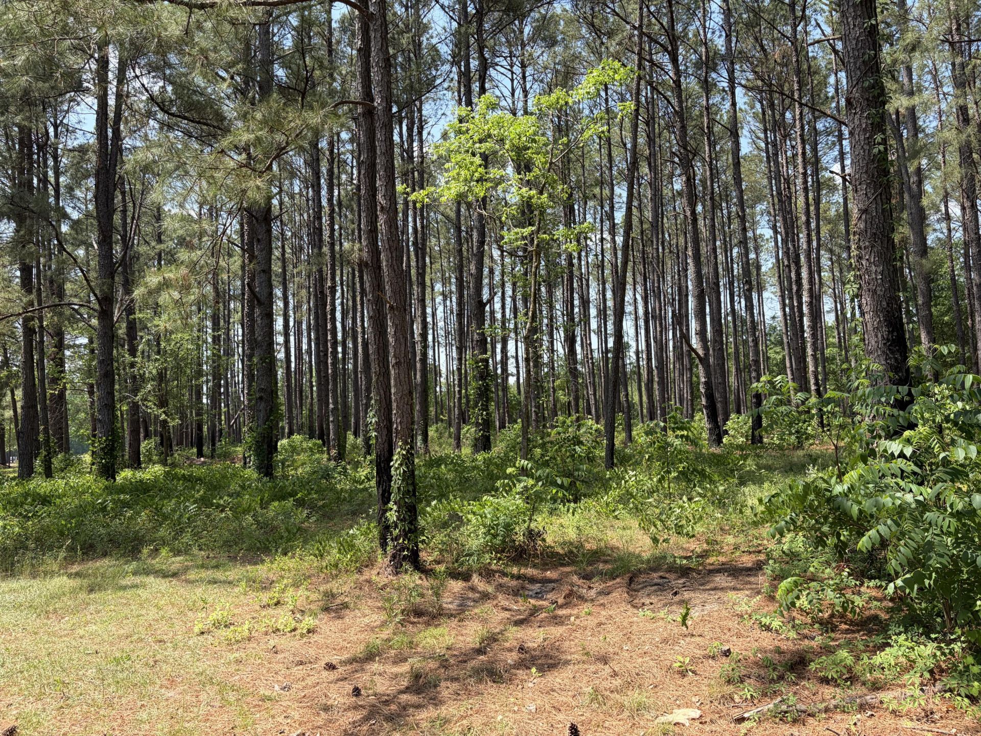 2022 Lumber Road Photo 49