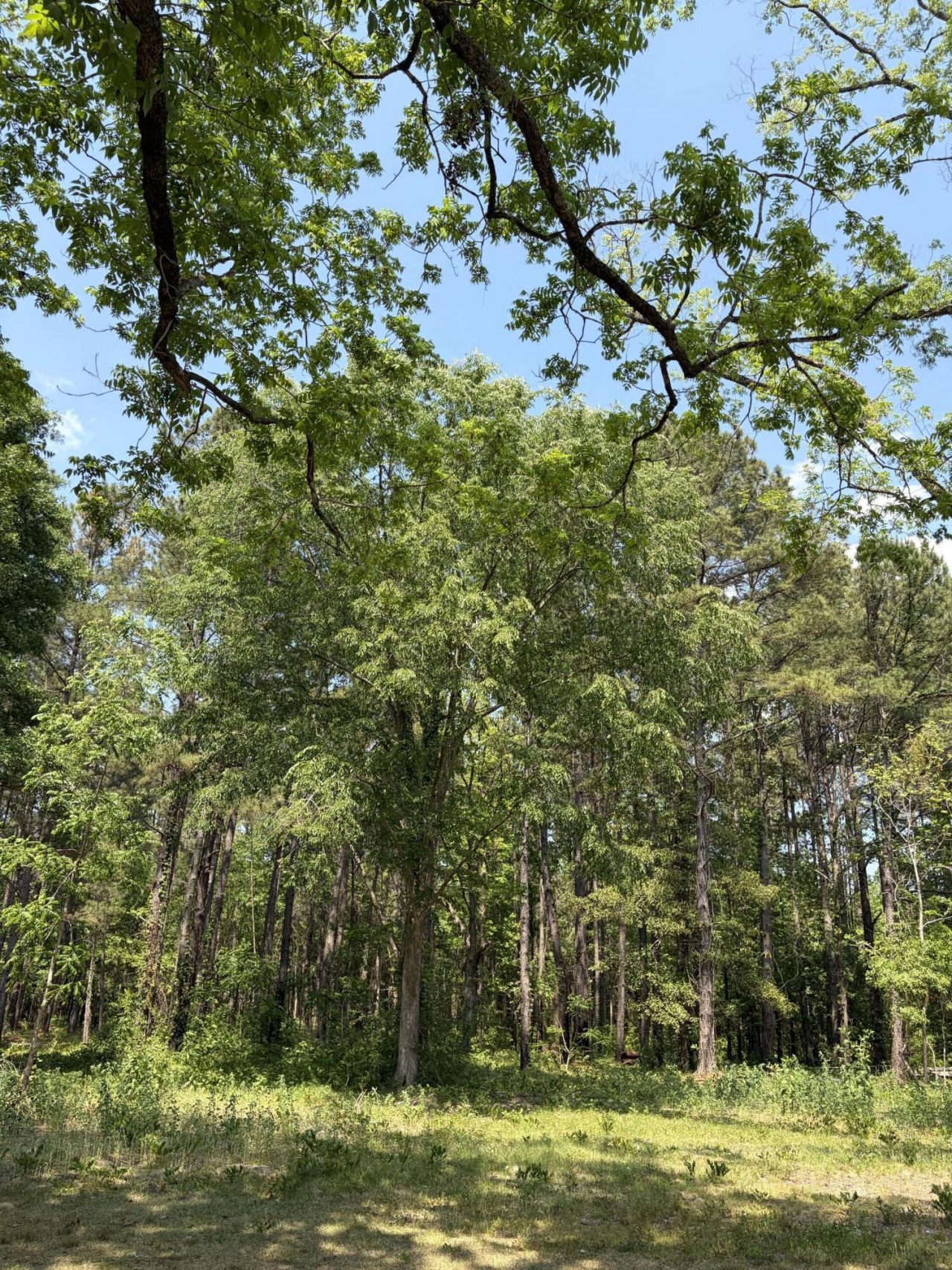 2022 Lumber Road Photo 53