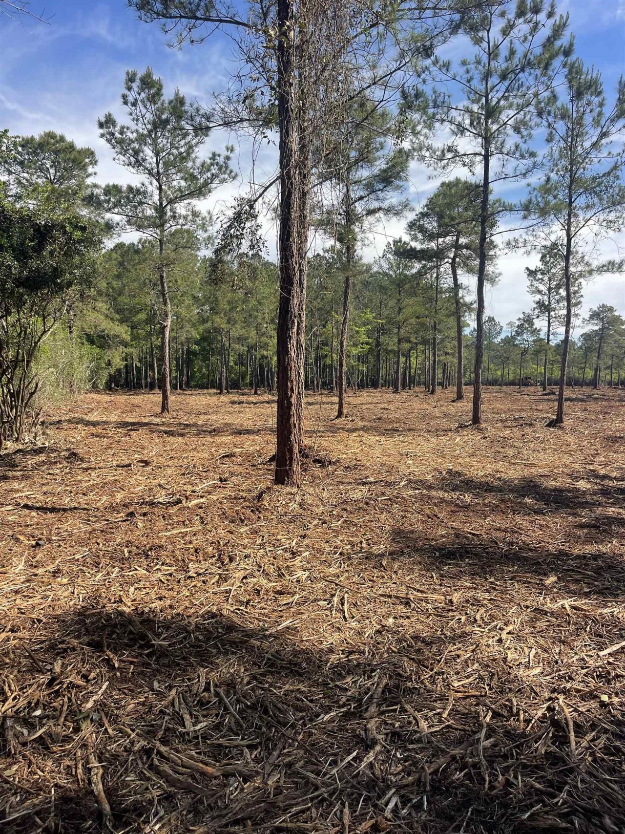 Tbd Mount Olive Church Rd.  Photo 20