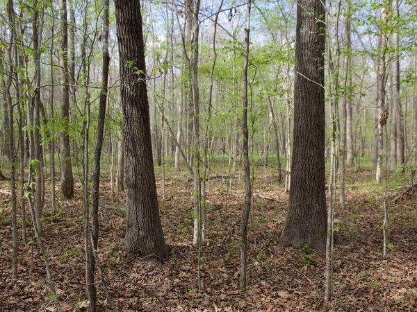 780 BREEDLOVE RD, Michigan City, MS 38647