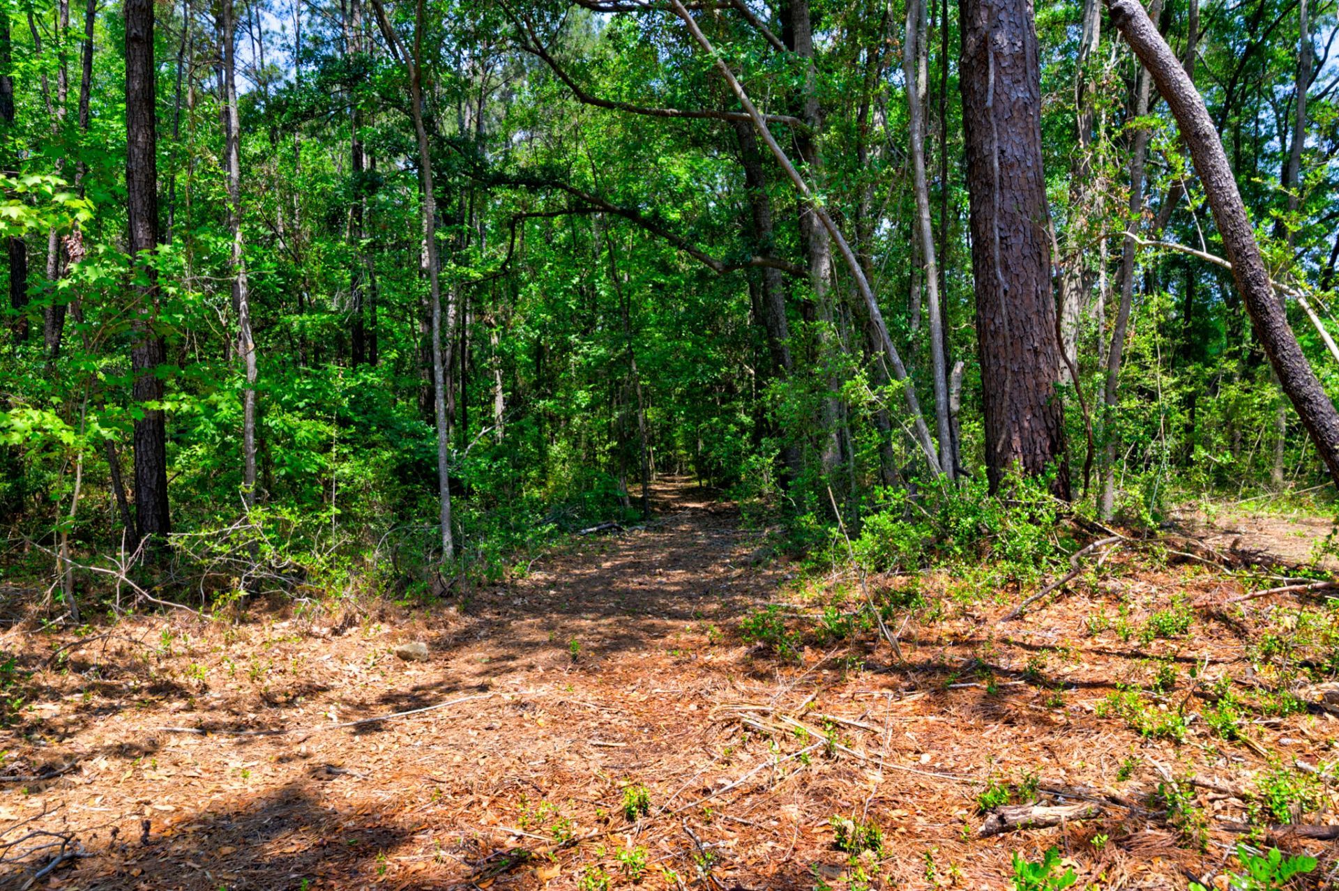 1810 Turkey Pen Road Photo 35