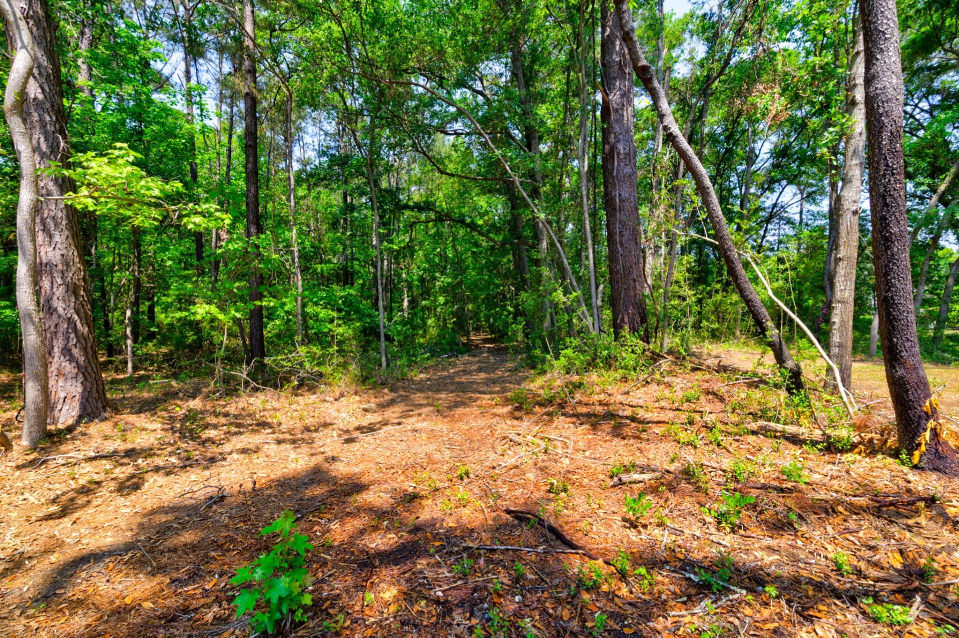 1810 Turkey Pen Road Photo 36