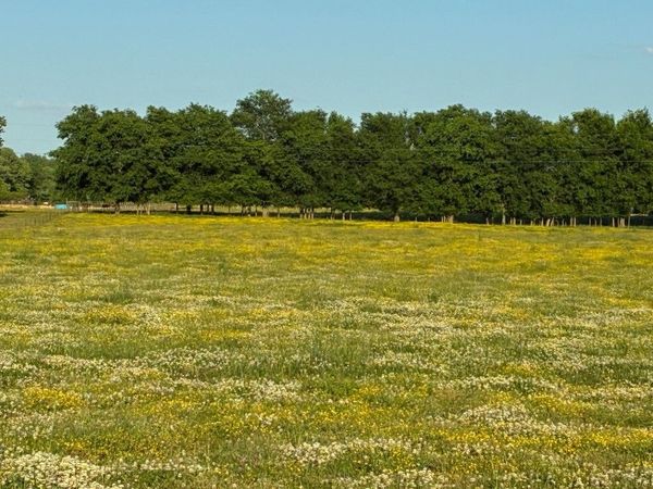 0 Dry Creek Rd , Mount Pleasant, TN 38474