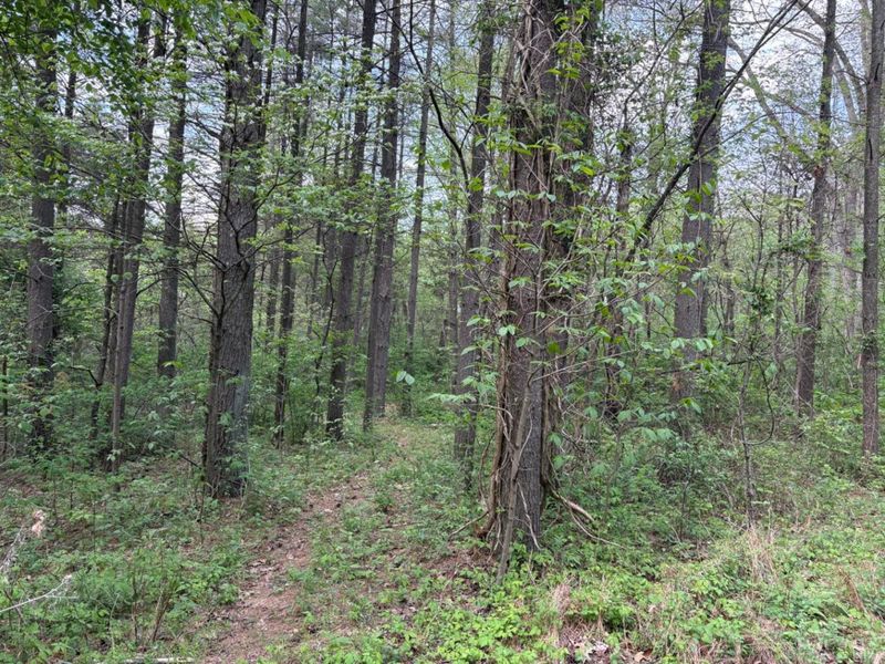 1000 Locust Road, Jackson Twp, OH 45133 Photo 34