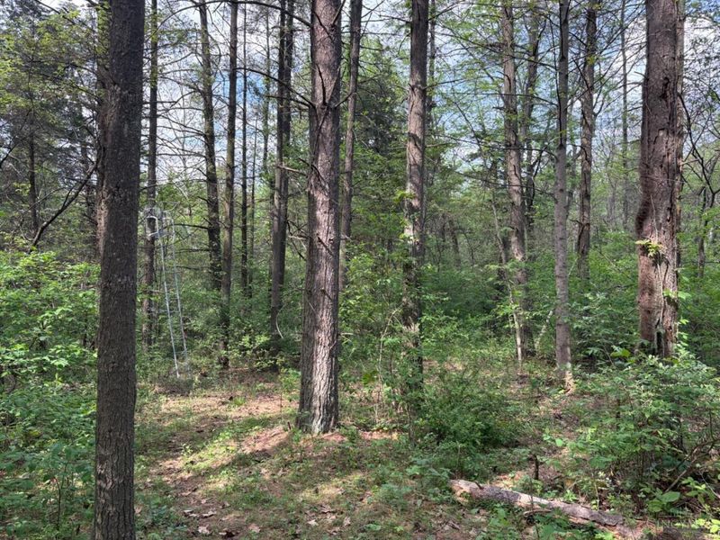 1000 Locust Road, Jackson Twp, OH 45133 Photo 35