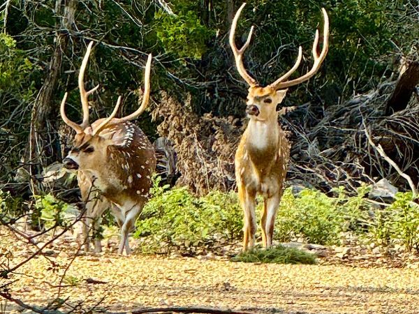 TBD RM 334, Brackettville, TX 78832