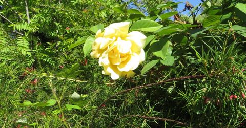 24040 Tokayana Way, Colfax, CA 95713 Photo