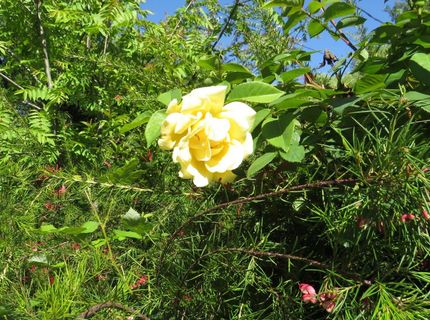 24040 Tokayana Way, Colfax, CA 95713 Photo