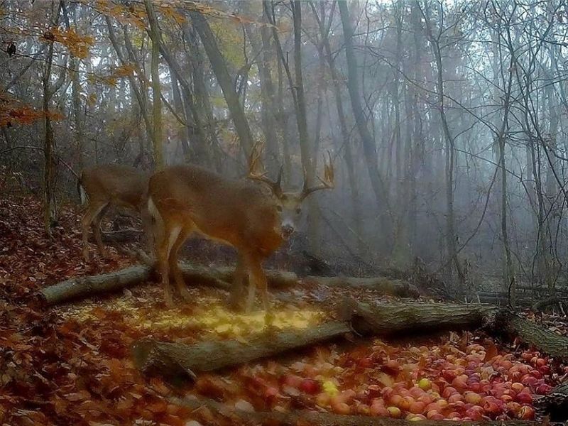 ZANE Road, Lore City, OH 43755 Photo 7