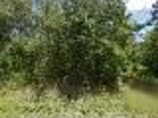 245 N Romero ST , CLEWISTON, FL 33440