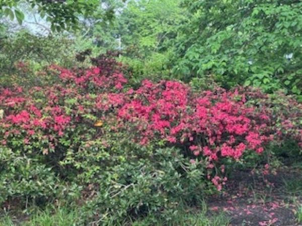 232 S HIGHLAND ST, Unit 803, Memphis, TN 38111