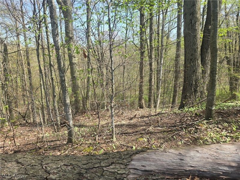 Tische Road, Jefferson, OH 44084 Photo 17