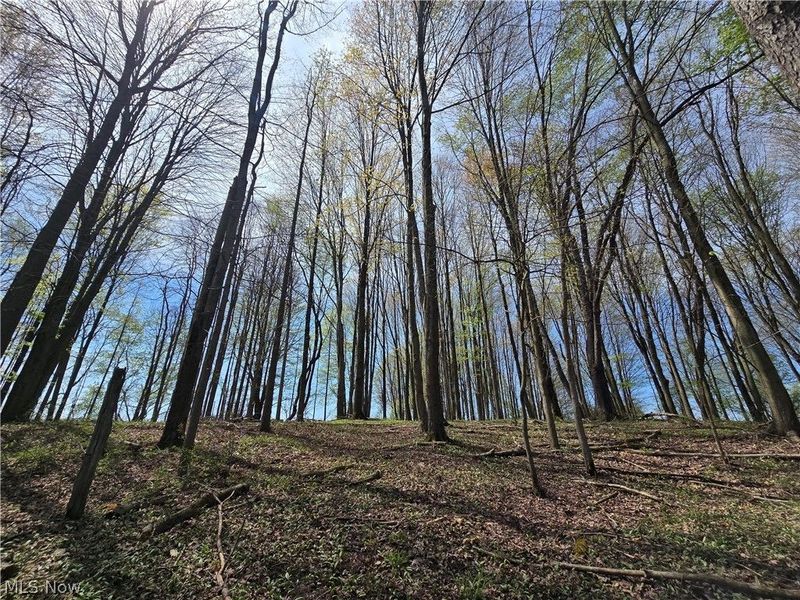 Tische Road, Jefferson, OH 44084 Photo 19