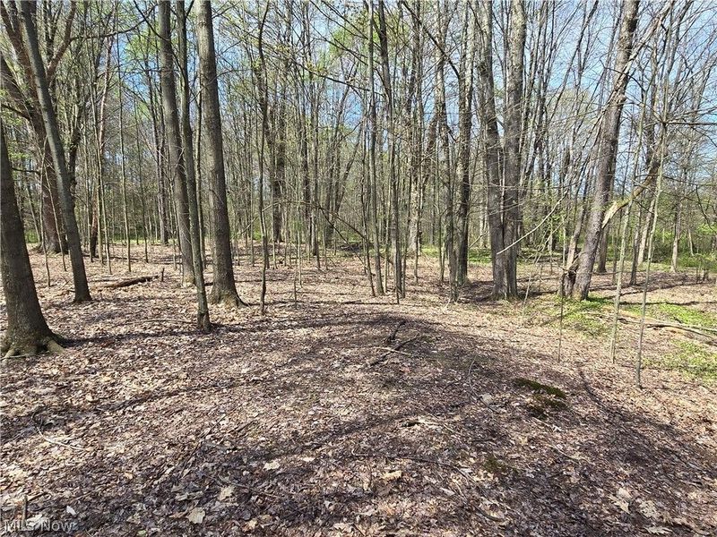 Tische Road, Jefferson, OH 44084 Photo 3