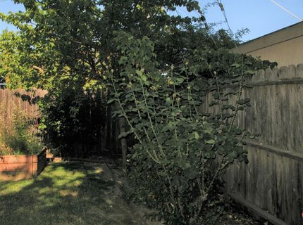 2510 Atlas Ave, Sacramento, CA 95820 Photo