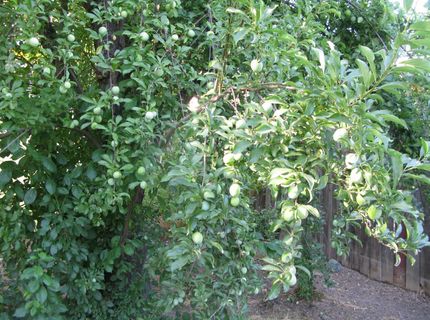 2510 Atlas Ave, Sacramento, CA 95820 Photo