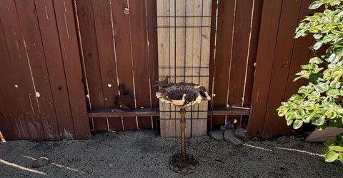 7326 Warhol Drive, Sun Valley, NV 89433 Photo