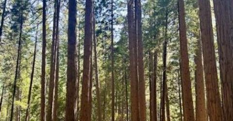 68 Por Lot N Sd Main St, Sierra City, CA 96125 Photo