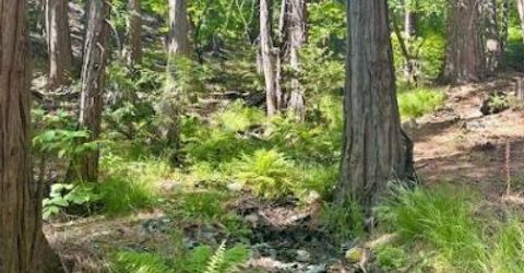 68 Por Lot N Sd Main St, Sierra City, CA 96125 Photo