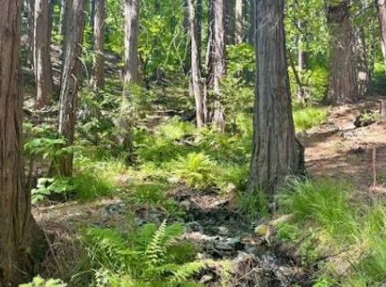 68 Por Lot N Sd Main St, Sierra City, CA 96125 Photo