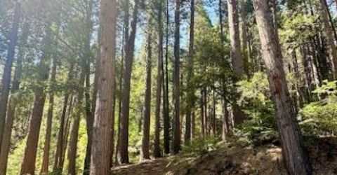 68 Por Lot N Sd Main St, Sierra City, CA 96125 Photo