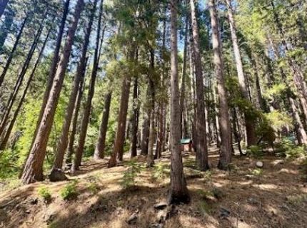 68 Por Lot N Sd Main St, Sierra City, CA 96125 Photo