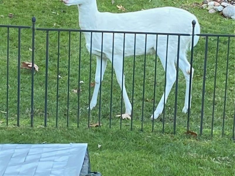 573 W Mohawk Drive, Malvern, OH 44644 Photo 41