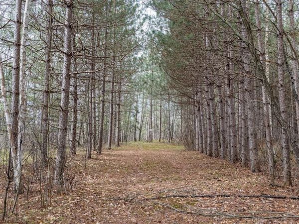 40 Acres Adams & Jones Road, Bruce, WI 54819