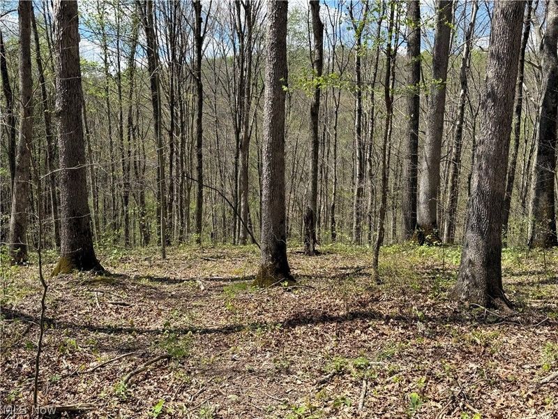 Plainview Road, Woodsfield, OH 43793 Photo 10