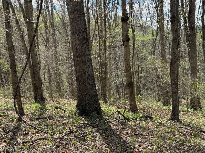 Plainview Road, Woodsfield, OH 43793 Photo 17