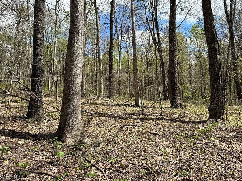Plainview Road, Woodsfield, OH 43793 Photo 18