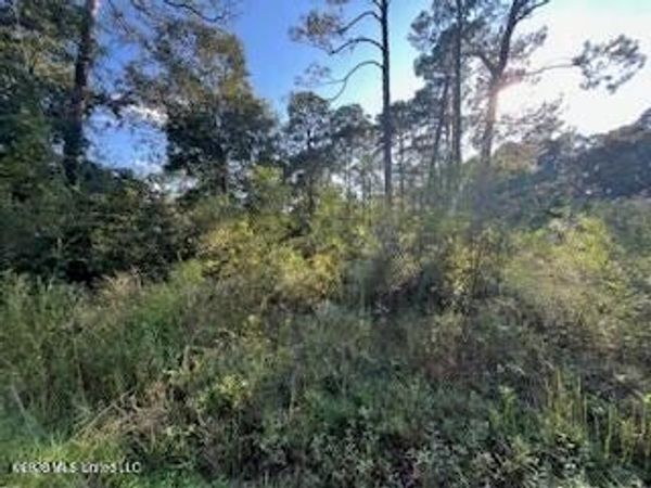 Persimmon Avenue, Ocean Springs, MS 39564