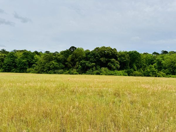 19 acres Highway 55, Andalusia, AL 36420