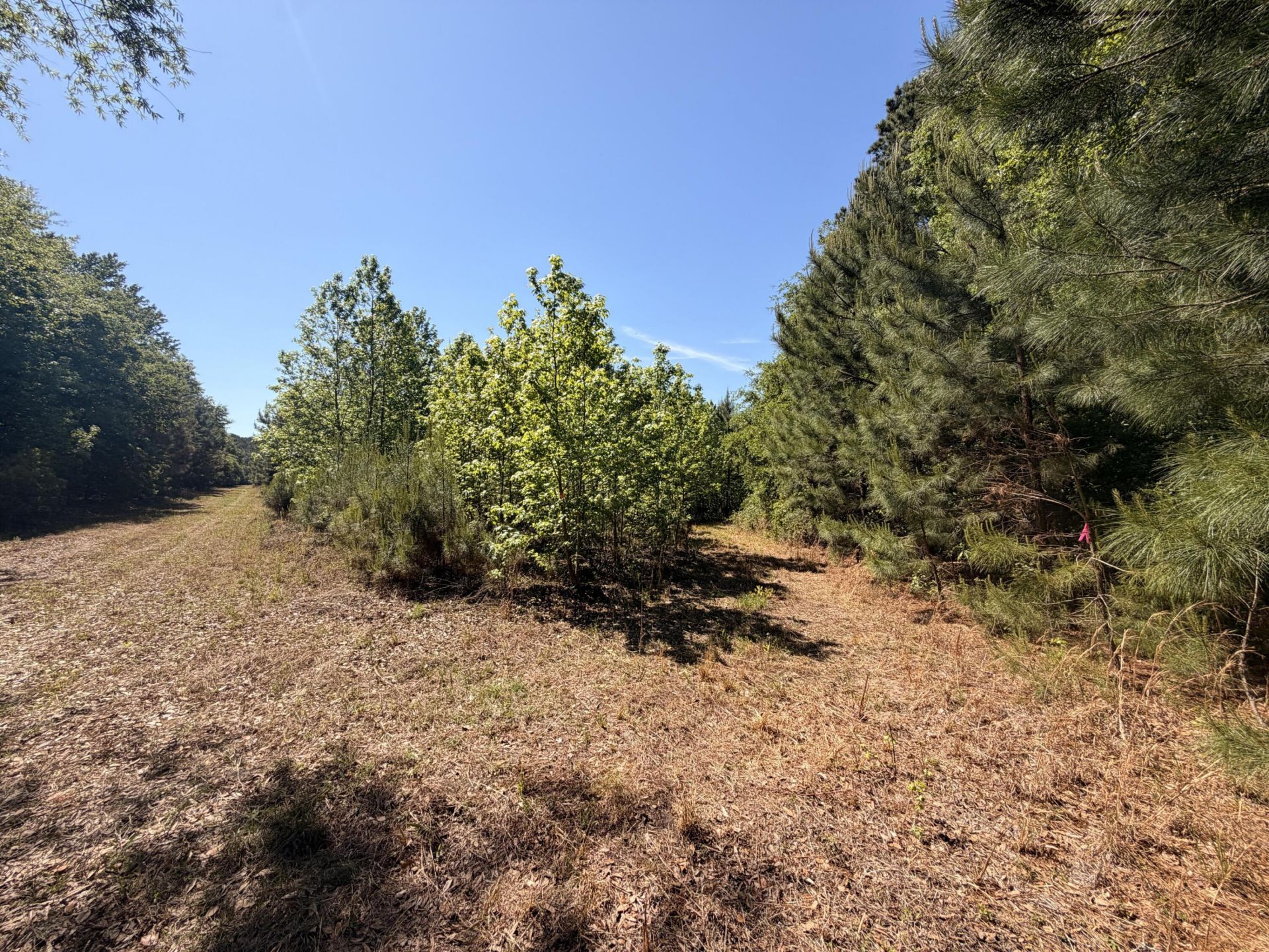 0 Cottage Lane Photo 11