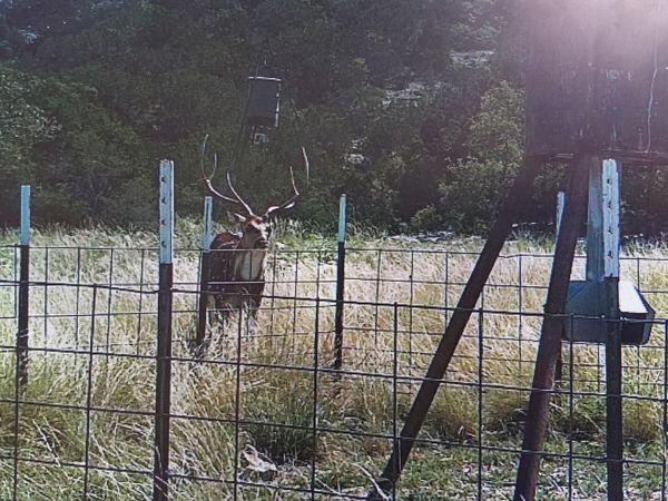 2190 Cr 650, Rocksprings, TX 78880