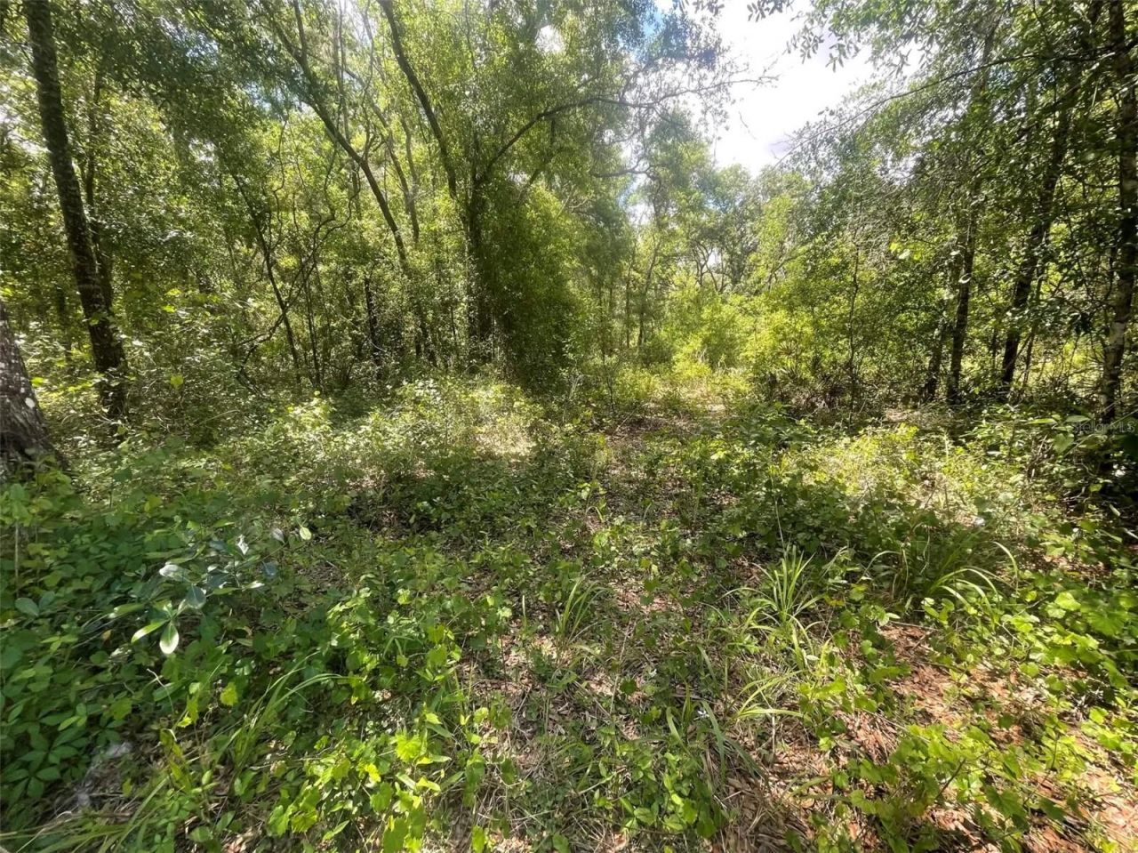 0 Haas Drive , Webster, FL 33597 Photo
