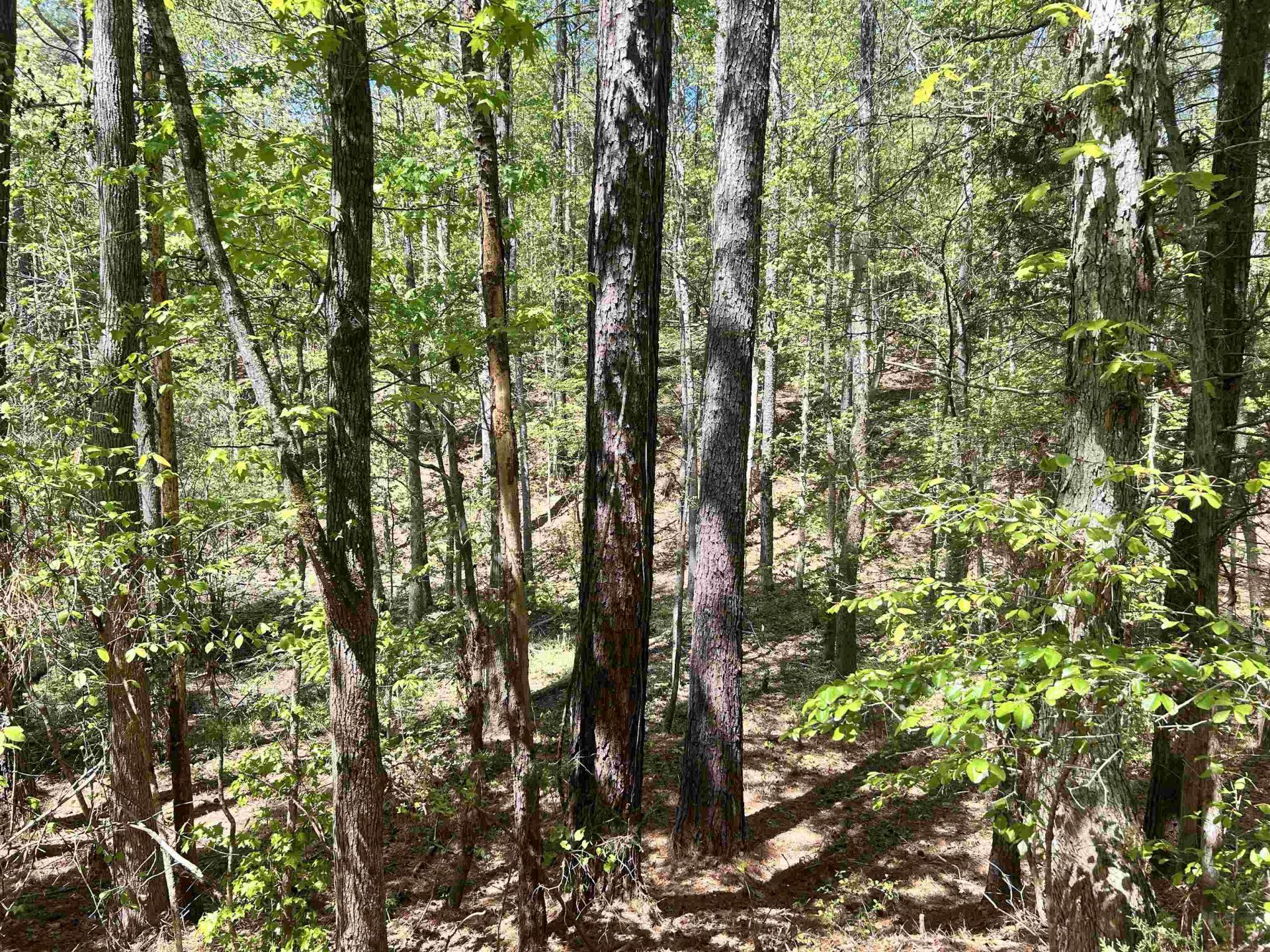 187 Ibis Ln.  Photo 41