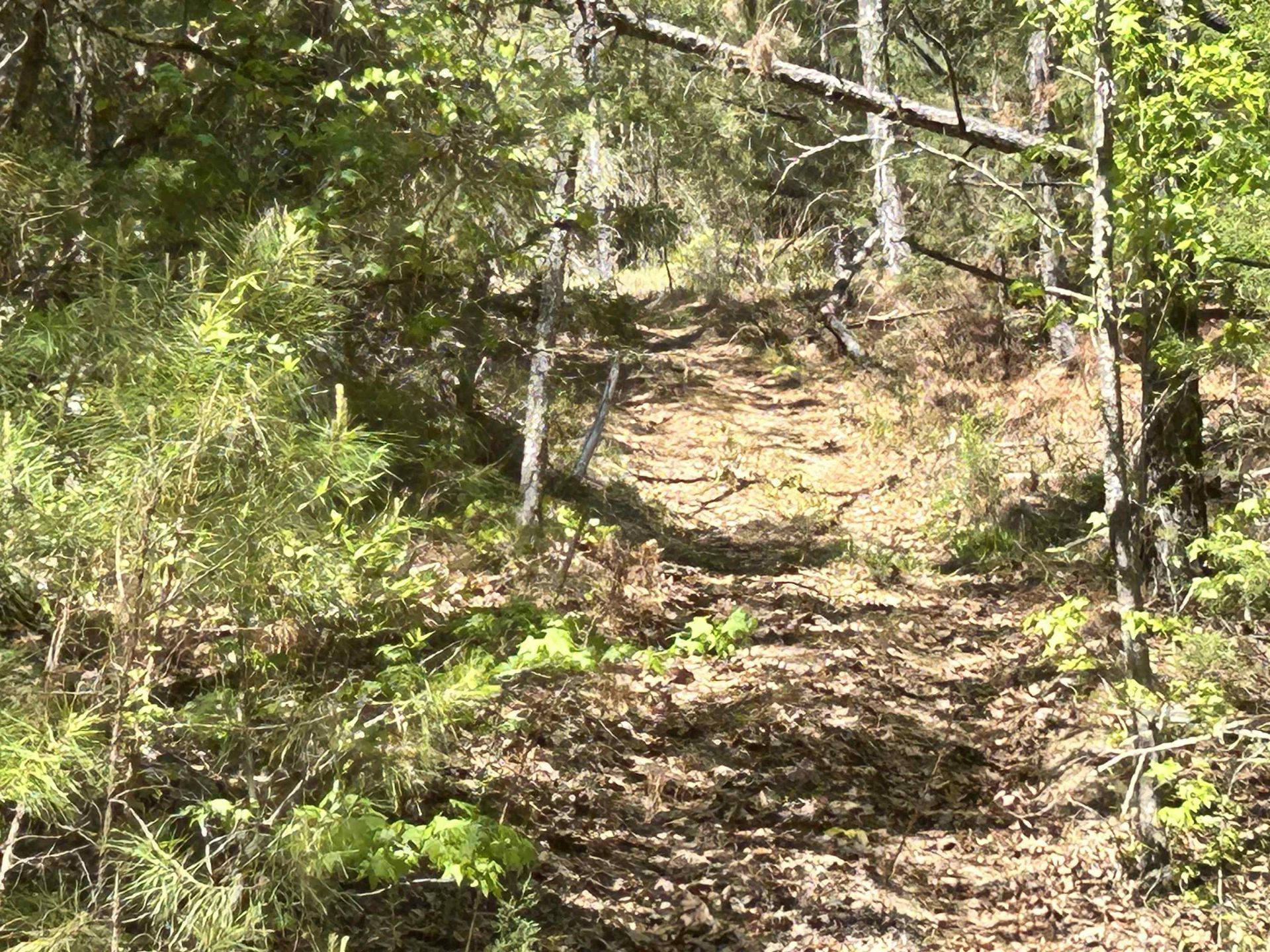 187 Ibis Ln.  Photo 44