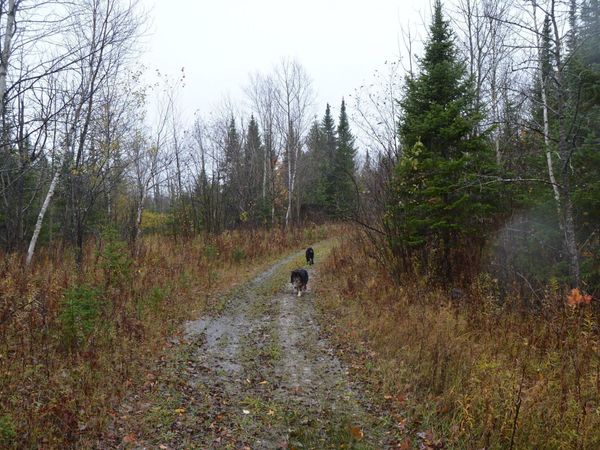 W15598 Hiawatha TRL, Gould City, MI 49838