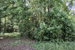 Tbd Lang Road  photo 4
