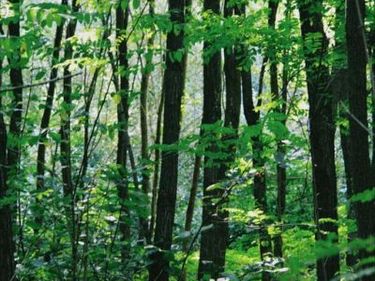 0 NATIONAL FOREST ACCESS ROAD , LURAY, VA 22835