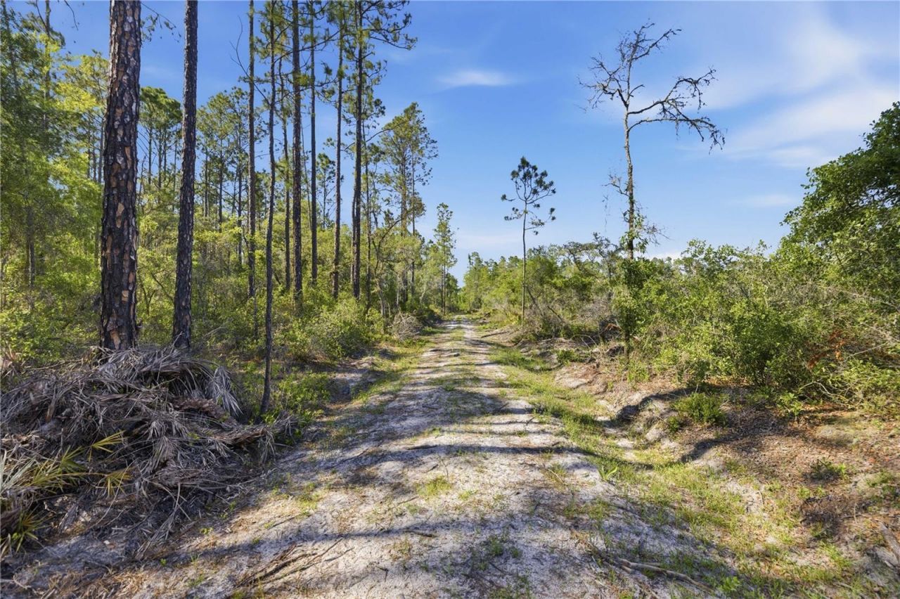 Tbd NE 125th Avenue, Fort Mc Coy, FL 32134 Photo