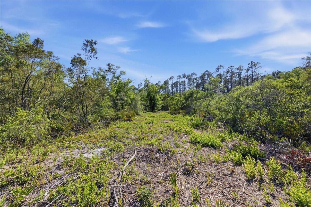 Tbd NE 125th Avenue, Fort Mc Coy, FL 32134 Photo