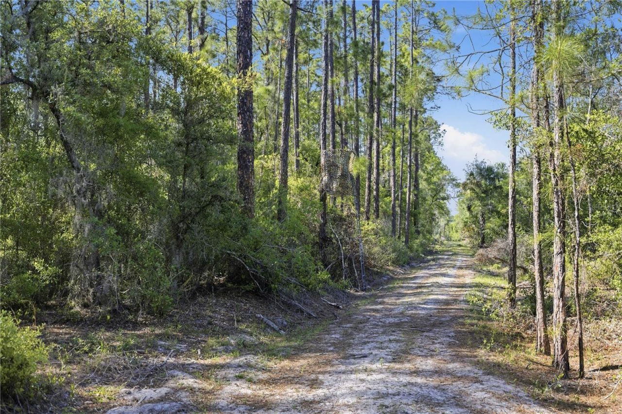 Tbd NE 125th Avenue, Fort Mc Coy, FL 32134 Photo