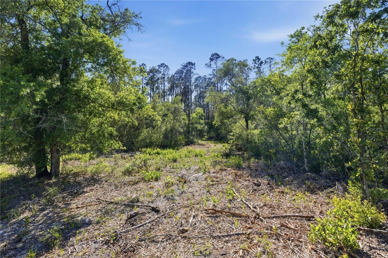 Tbd NE 125th Avenue, Fort Mc Coy, FL 32134 Photo