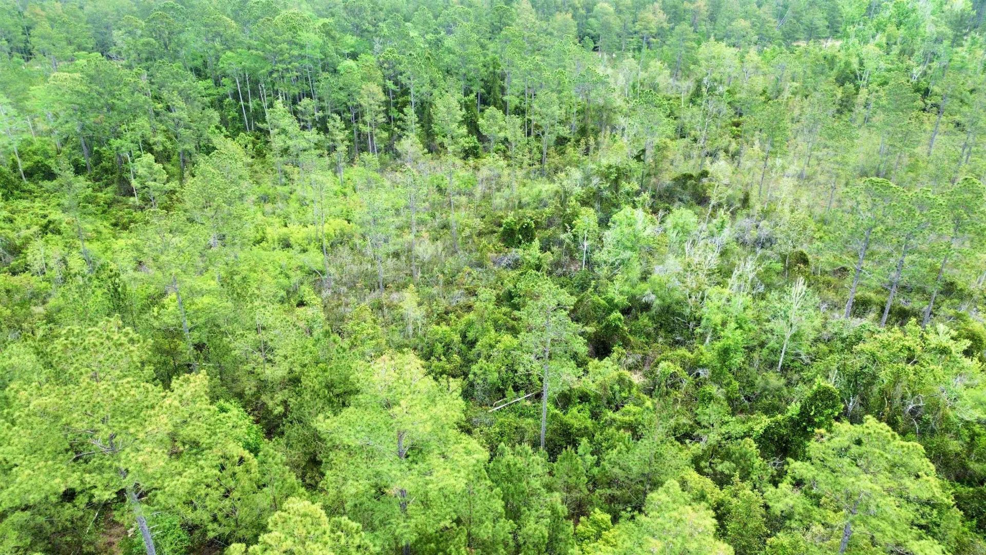 Lot 84 SW Oregon Trail, Greenville, FL 32331 Photo
