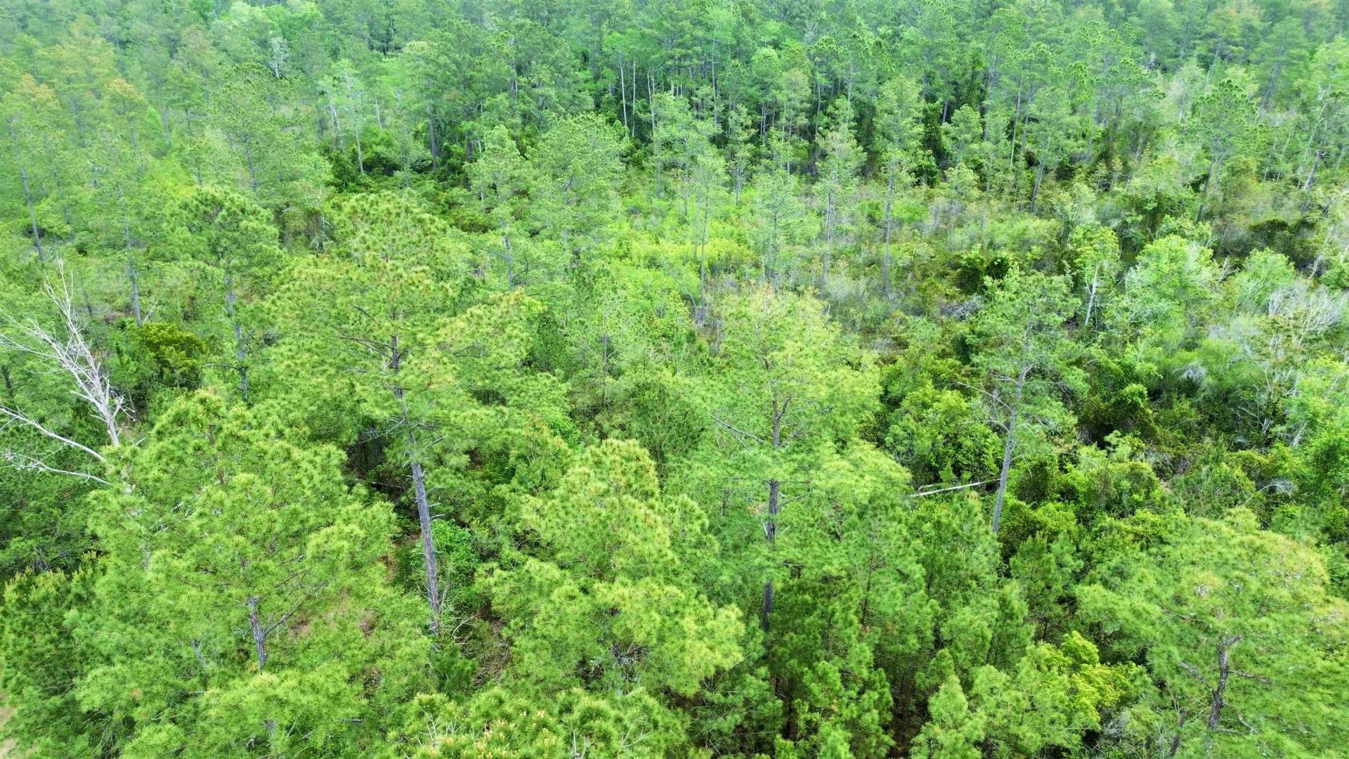 Lot 84 SW Oregon Trail, Greenville, FL 32331 Photo
