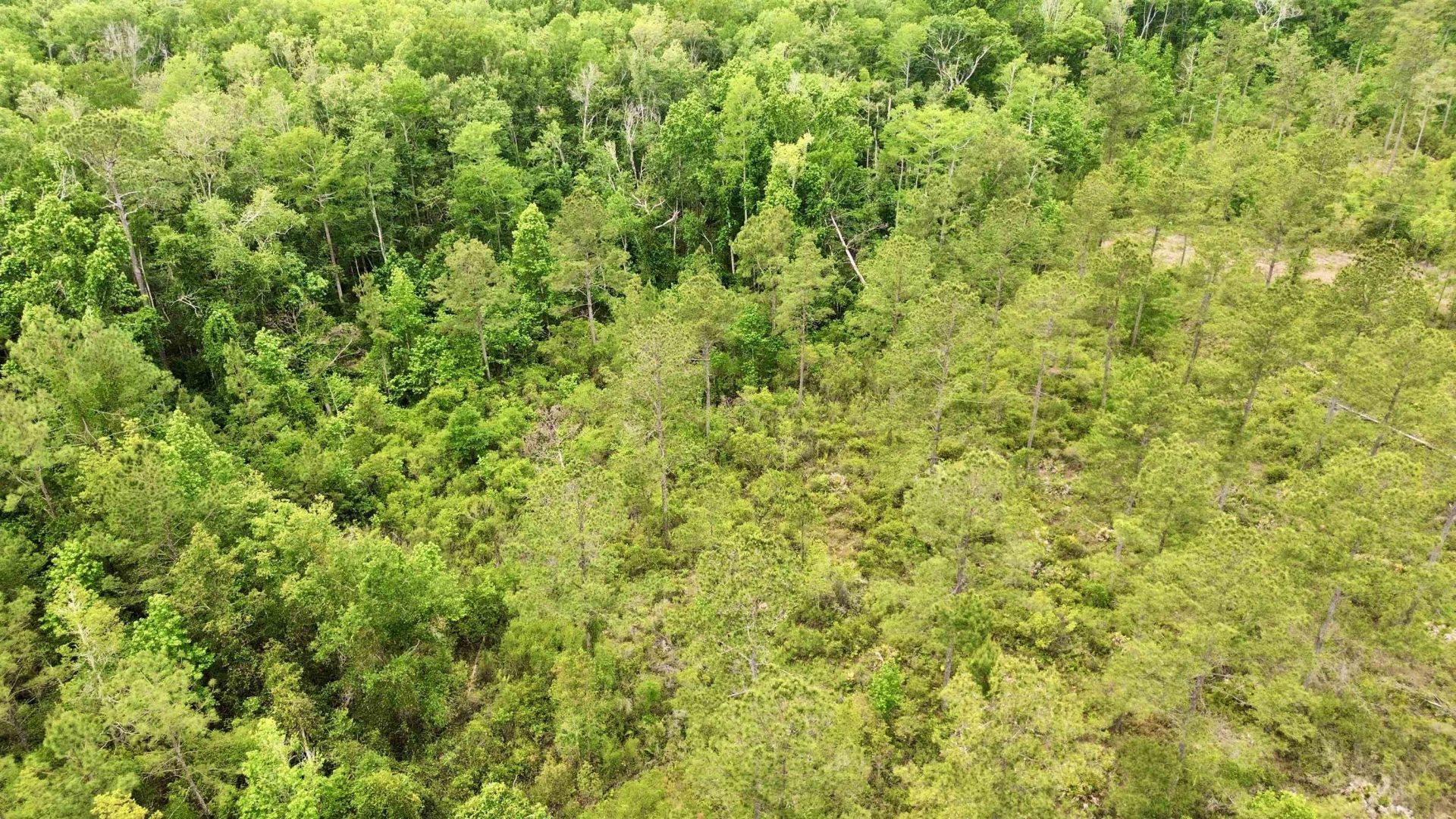 Lot 84 SW Oregon Trail, Greenville, FL 32331 Photo
