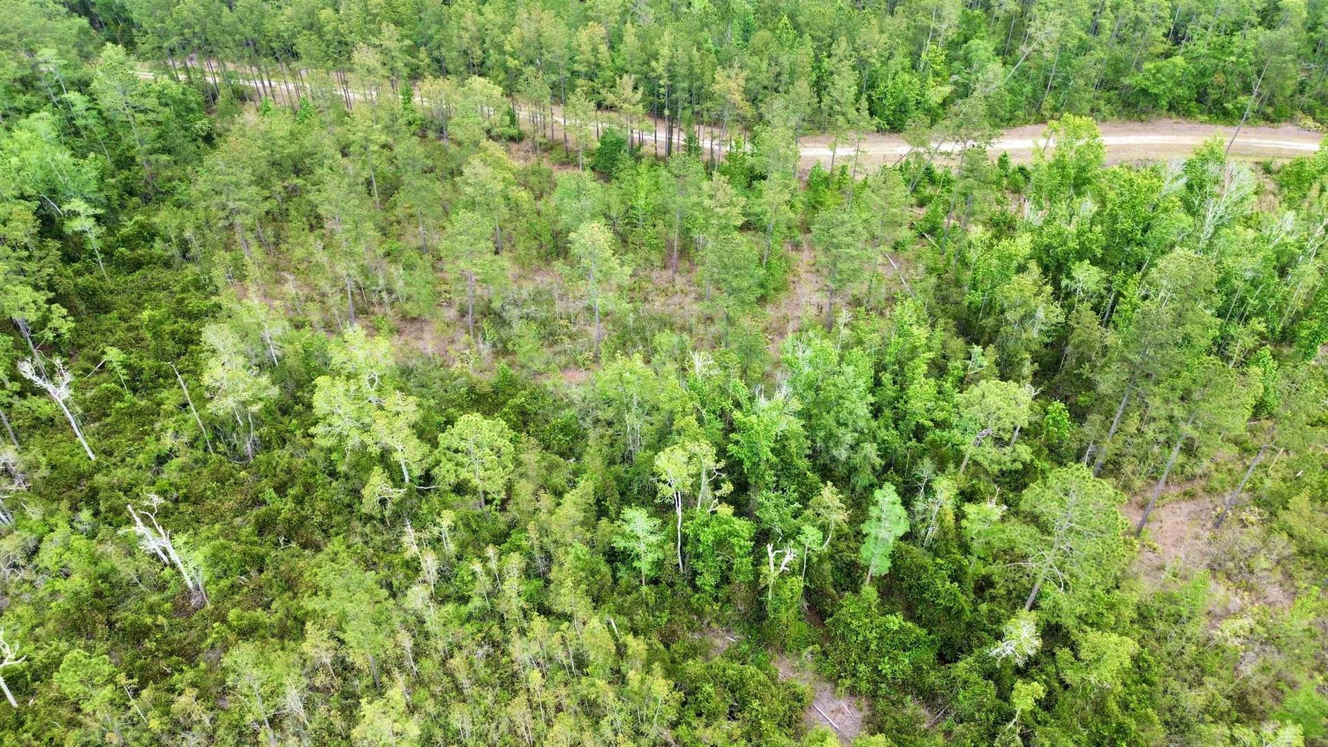 Lot 84 SW Oregon Trail, Greenville, FL 32331 Photo